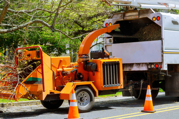 Emergency Storm Tree Removal in Crestwood, IL